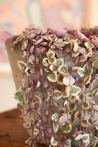Ceropegia String of Hearts Pretty Pink Seeds for Planting - NON GMO Seeds