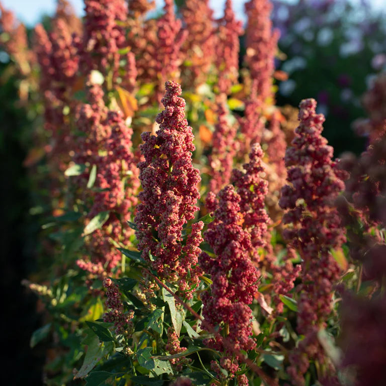 Heirloom Non-GMO Quinoa Flower Seeds for Planting – Edible Blooms and Grain for Home Gardens