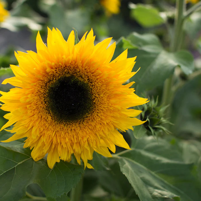 Heirloom Burst Sunflower Seeds – Non-GMO Vegetable Seeds for Planting