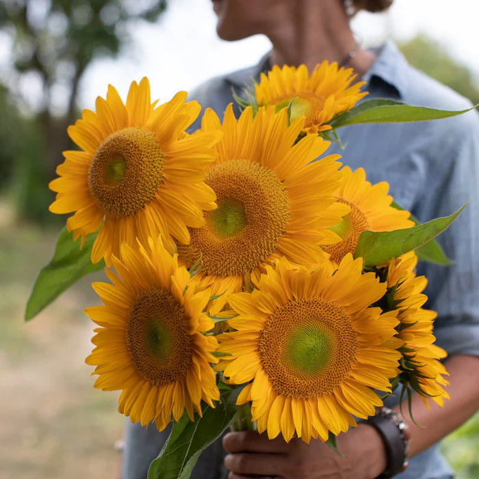 Heirloom Non-GMO Sunrich Gold Sunflower Seeds for Planting – Bright, Pollen-Free Blooms for Cutting Gardens