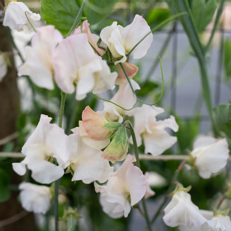 Sweet Pea 'Piggy Sue' Flower Seeds for Planting – Heirloom & Non-GMO Fragrant Blooms