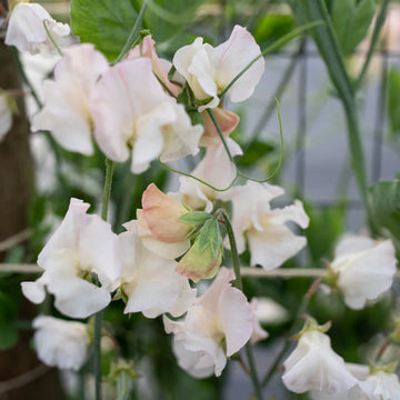Sweet Pea 'Piggy Sue' Flower Seeds for Planting – Heirloom & Non-GMO Fragrant Blooms seeds for planting in home garden