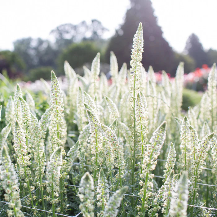 Heirloom Non-GMO Mignonette Flower Seeds for Planting – Fragrant Blooms for Pollinator-Friendly Gardens