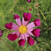 Sea Shells Cosmos flower seeds for planting in home gardens