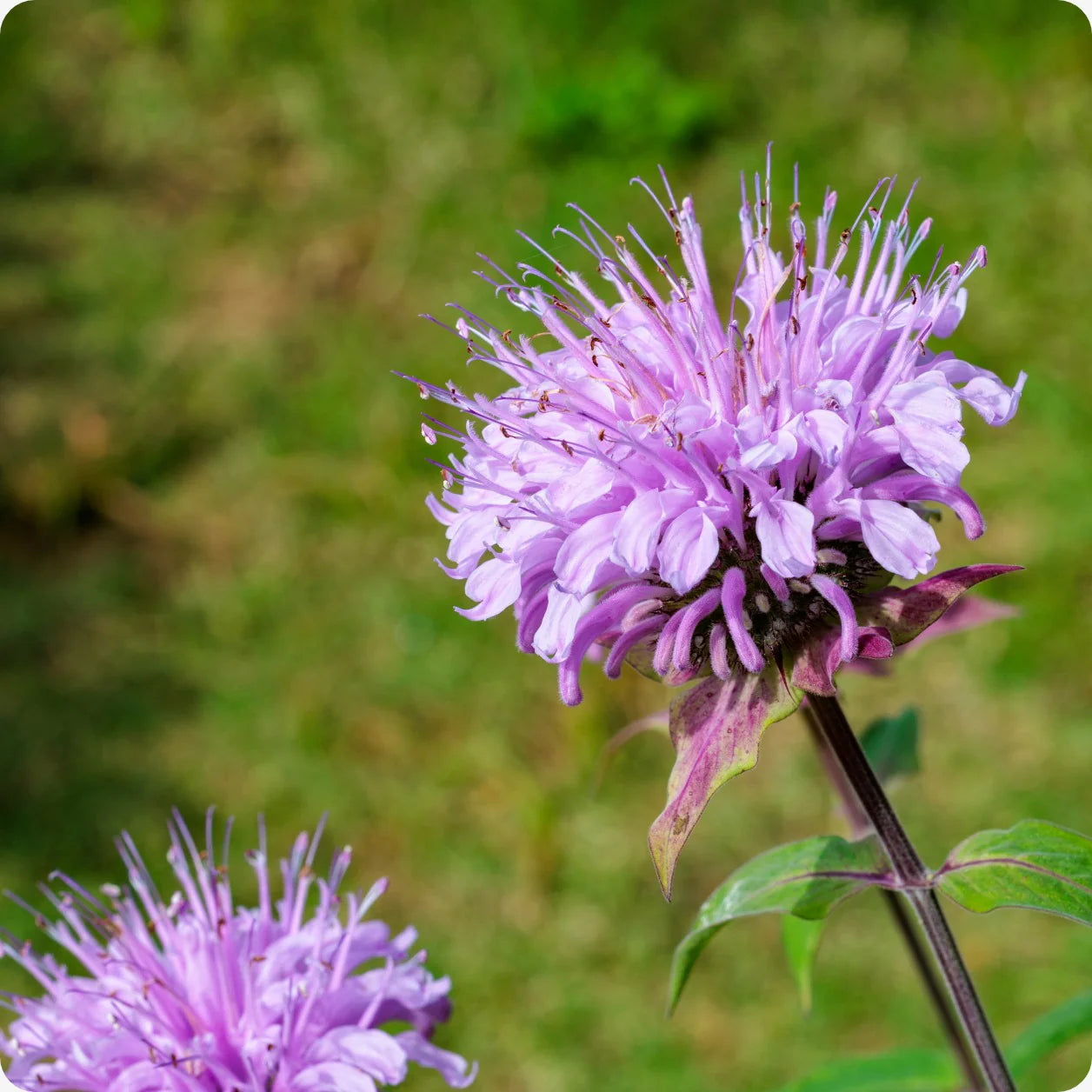 Mix Bergamot Flower Seeds for Planting, Heirloom, Non-GMO Seeds