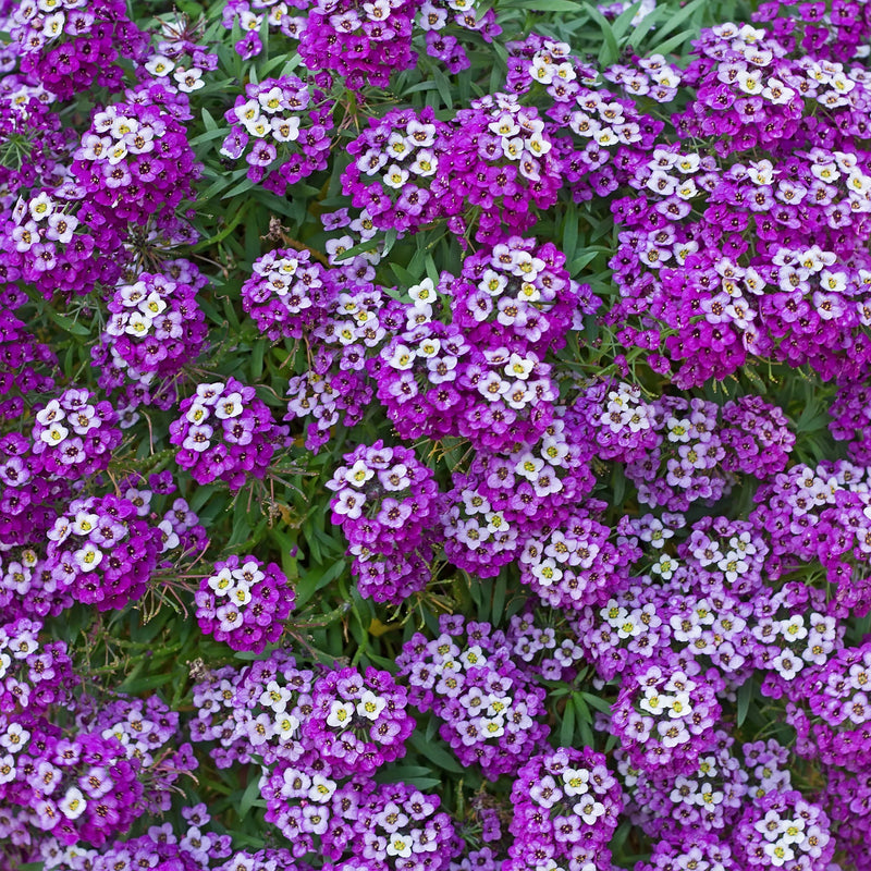 Heirloom Alyssum Royal Carpet Flower Seeds for Planting, Non-GMO