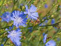 Chicory Seeds – Hardy Leafy Herb for Home Garden Growing