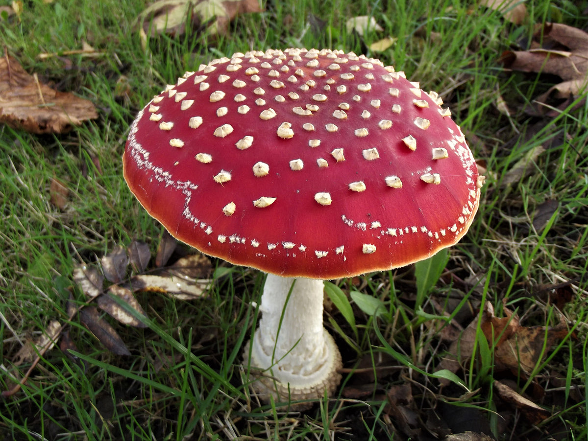 Red White Mushroom Seeds for Planting - Heirloom & Non-GMO Seeds