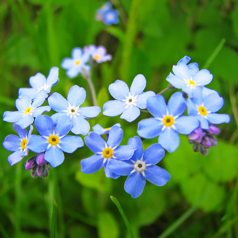 Myosotis Flower Seeds for Planting, Heirloom, Non-GMO, 100 pcs