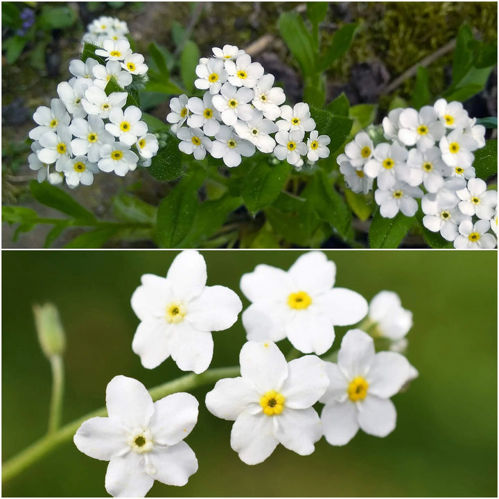 Myosotis Flower Seeds White for Planting, NON GMO Seeds