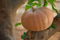 Long Island Cheese Squash Seeds for Home Garden Planting | Heirloom Non-GMO