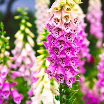 Pink Climbing Foxglove Flower Seeds for Planting - NON GMO Seeds