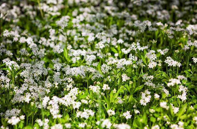 Fragrant Sweet Woodruff creating lush green ground cover beneath trees.