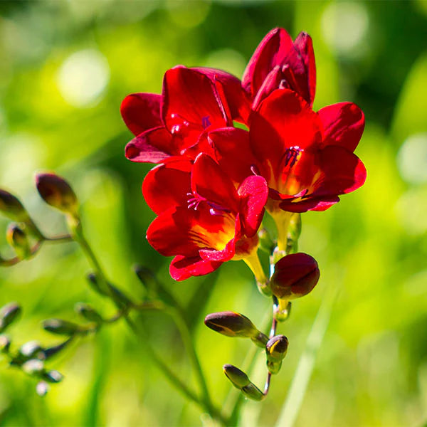 Red Freesia Seeds for Planting – Heirloom, Non-GMO Organic Flower Seeds