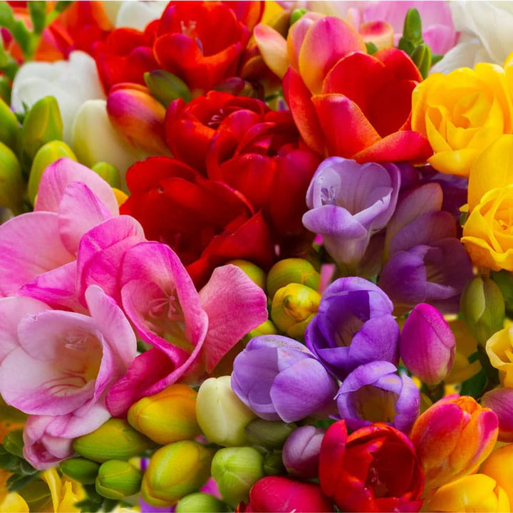 Multi Freesia Flower Seeds for Planting, Fresh, NON GMO Seeds
