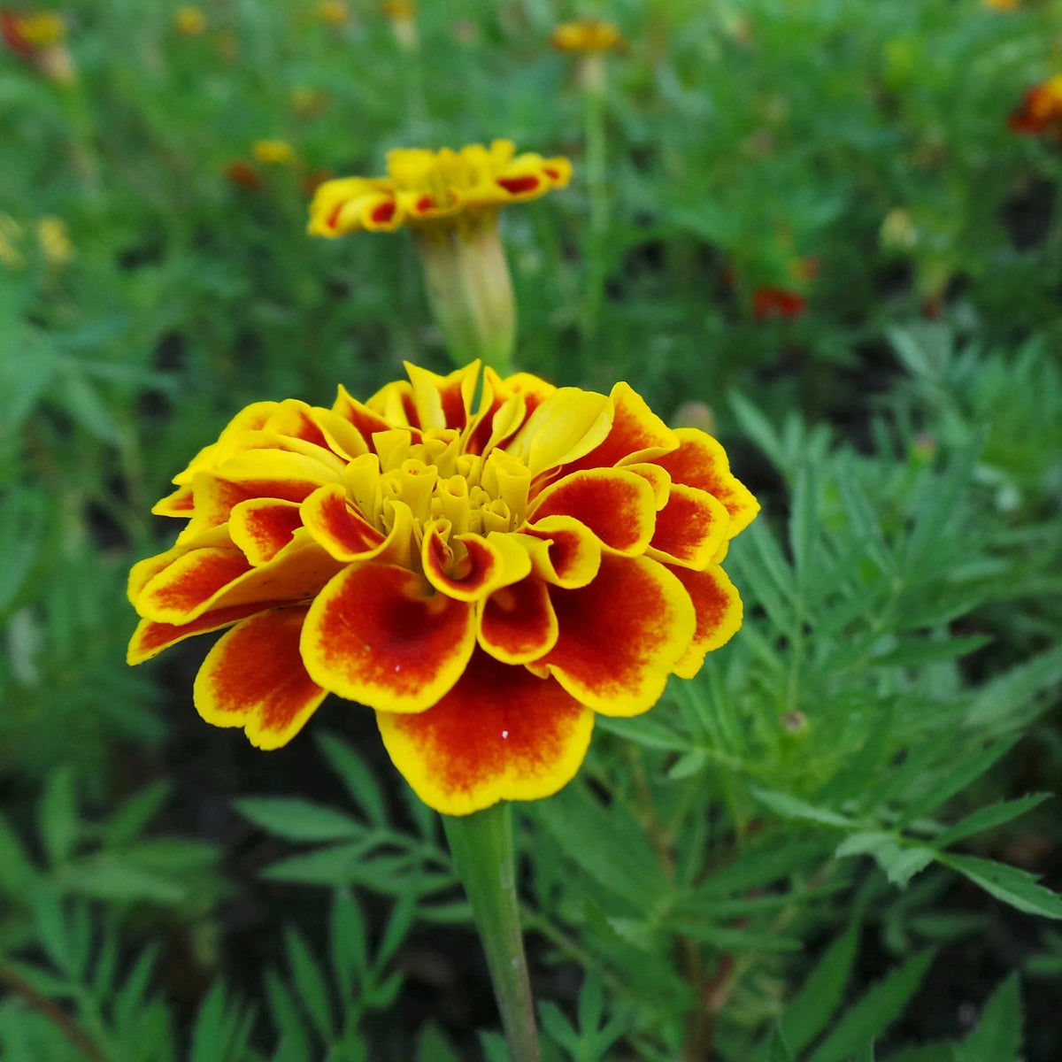 Heirloom Patula Flower Seeds, Non-GMO French Marigold Blooms for Colorful Garden Planting