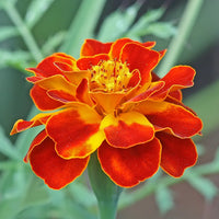 French Marigold Flower Seeds – Bright Compact Blooms for Garden Planting