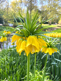 Yellow Imperial Crown Fritillaria Flower Seeds for Planting - Heirloom & Non-GMO Seeds for planting