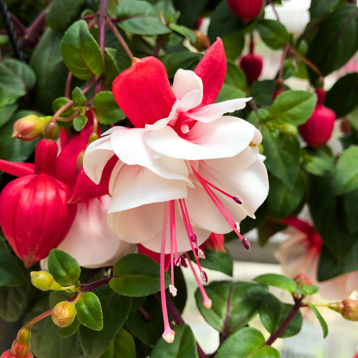 Heirloom Fuchsia Flower Seeds for Planting – White and Pink Mix, Non-GMO Perennial Blooms