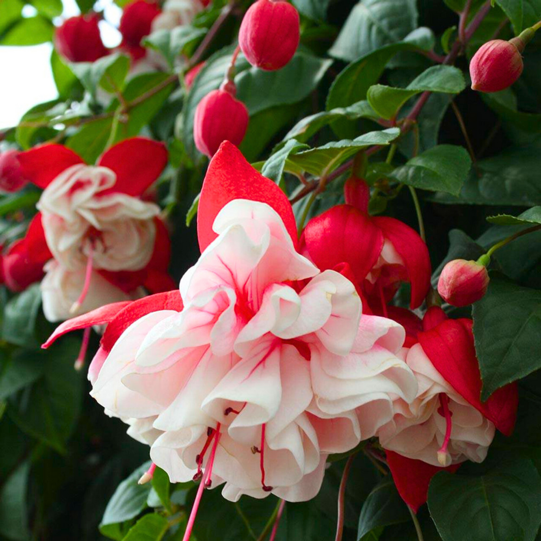 Heirloom Fuchsia Flower Seeds for Planting – White and Pink Mix, Non-GMO Perennial Blooms
