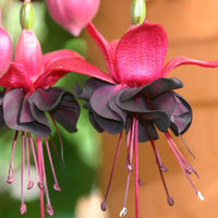 Black (Black scientific name) for planting in garden