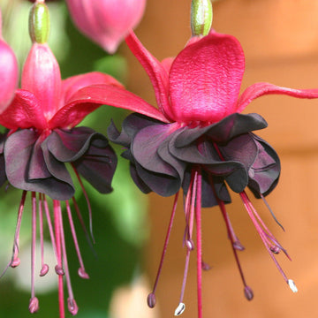 Black (Black scientific name) for planting in garden