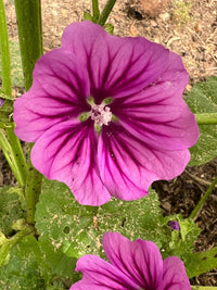 Mallow Flower Seeds for Planting - NON GMO Seeds