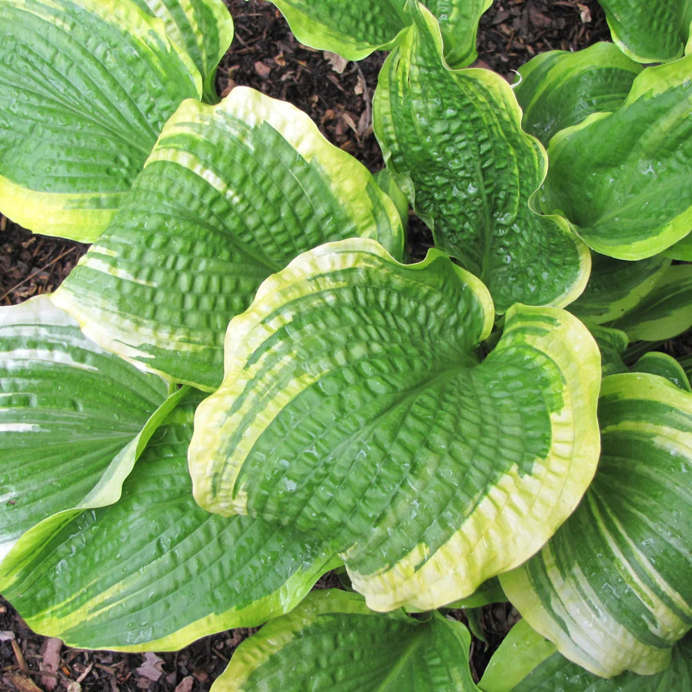 Heirloom Non-GMO Hosta Montana Seeds for Planting