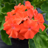 Heirloom (Heirloom scientific name) for planting in garden
