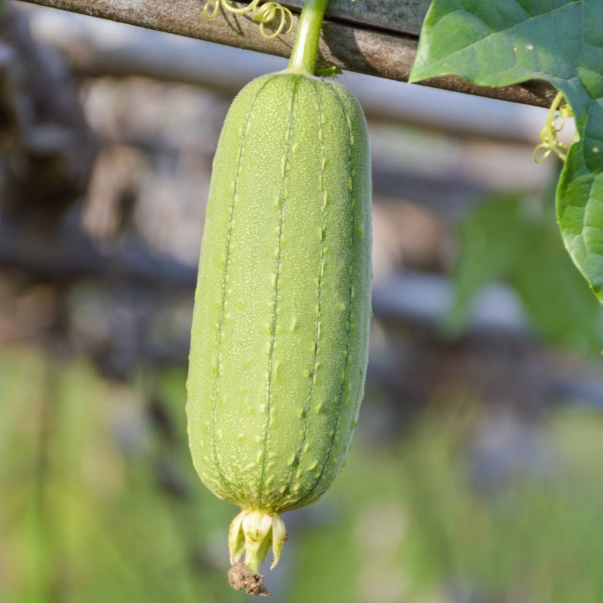 Luffa Gourd Seeds for Planting heirloom & Non-GMO Seeds