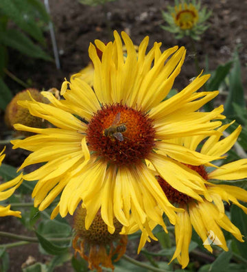 Yellow Gaillardia Seeds for Planting - NON GMO Seeds seeds for planting in home garden