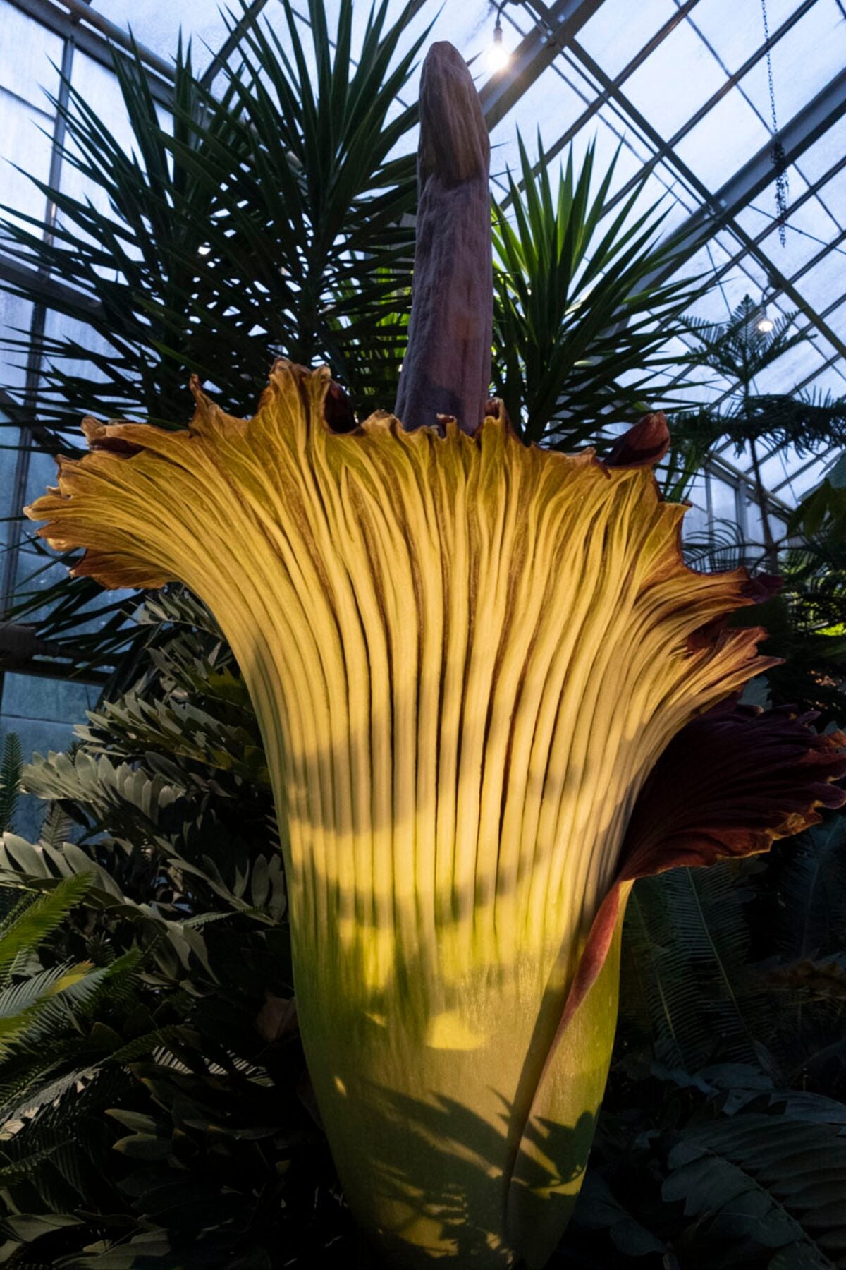 Heirloom Non-GMO Amorphophallus Flower Seeds for Rare and Exotic Garden Planting