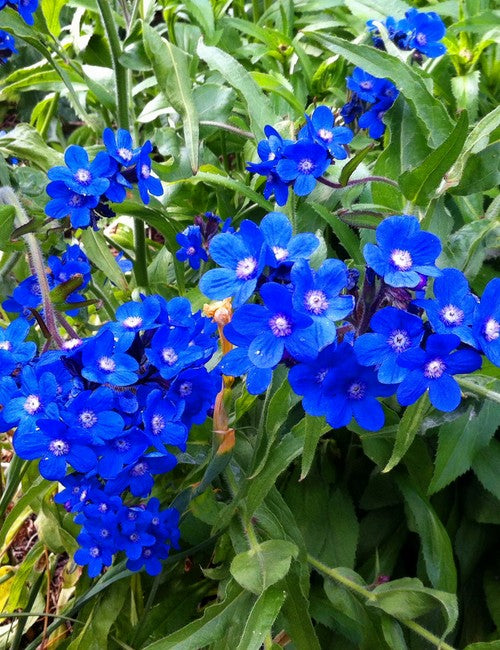 Anchusa Blue Seeds for Planting – Organic, Heirloom, Non-GMO Flower Seeds