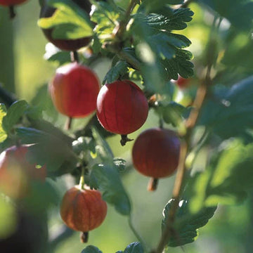 Xenia red gooseberry fruit seeds