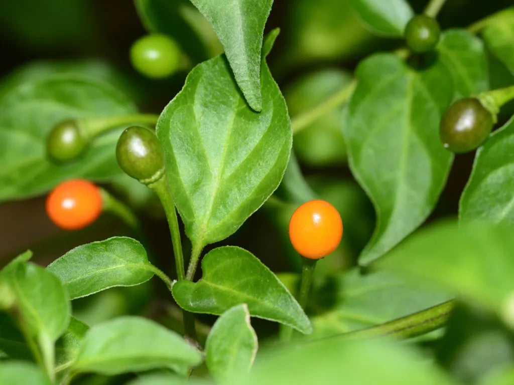 Heirloom Chilitepin Plant Seeds, Non-GMO Wild Pepper Seeds for Spicy Vegetable Garden Planting for planting in home garden