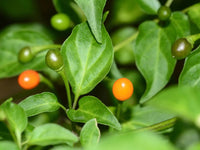 Heirloom Chilitepin Plant Seeds, Non-GMO Wild Pepper Seeds for Spicy Vegetable Garden Planting for planting in home garden