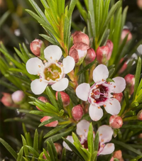 Geraldton Wax Flower Seeds for Planting - 100 pcs