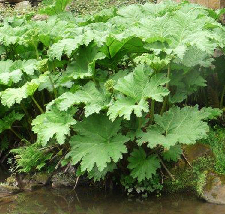 Gunnera Manicata Plant Seeds Heirloom Non GMO Planting - 100 pcs