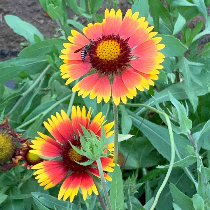 Organic Red Aristata Flower Seeds for Planting – Heirloom, Non-GMO