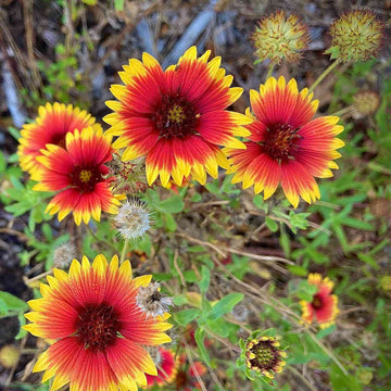 Red (Red scientific name) for planting in garden