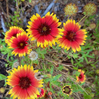 Heirloom Non-GMO Indian Blanket Flower Seeds for Planting – Drought-Tolerant Wildflower Garden Blooms