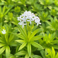 Shade-loving Sweet Woodruff perennial growing in a woodland garden.
