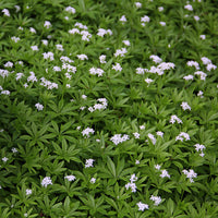 Galium Flower Seeds for Planting - NON GMO Seeds seeds for planting in home garden