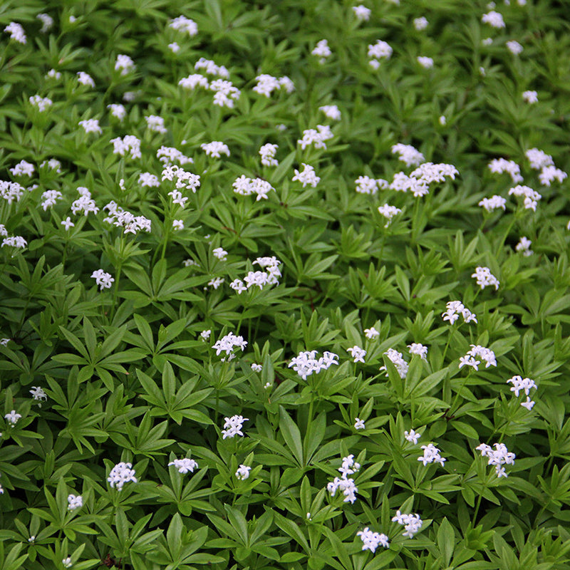 Galium Flower Seeds for Planting - NON GMO Seeds seeds for planting in home garden
