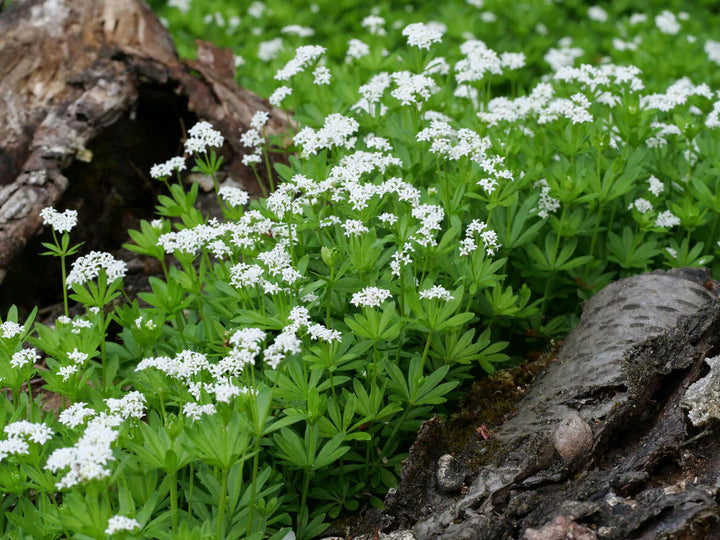 Galium Flower Seeds for Planting - NON GMO Seeds
