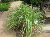 West Indian Lemongrass (Cymbopogon citratus) ? Aromatic, Flavorful, and Easy-to-Grow Culinary Herb