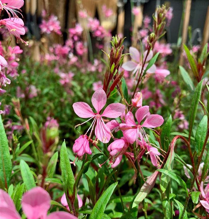 Pink Gaura Flower Seeds for Planting, Fresh, NON GMO Seeds