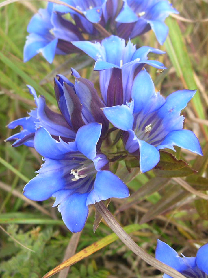 Gentiana Puberulenta Flower Seeds, Heirloom, Non-GMO Seeds for Planting