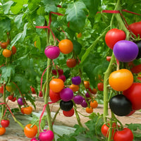 Mixed rainbow heirloom tomato seeds for planting with colorful tomato varieties.
