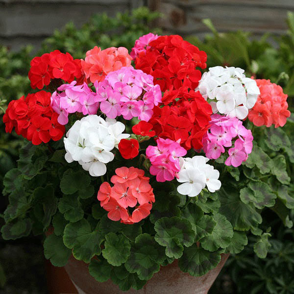 Mixed Climbing Geranium Flower Seeds